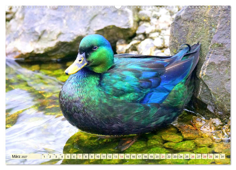 Enten. Beliebt, hübsch und imposant (CALVENDO Wandkalender 2027)