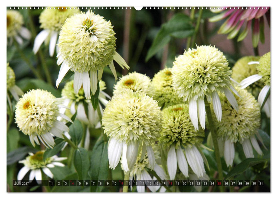 Sonnenhut im Garten (CALVENDO Premium Wandkalender 2027)