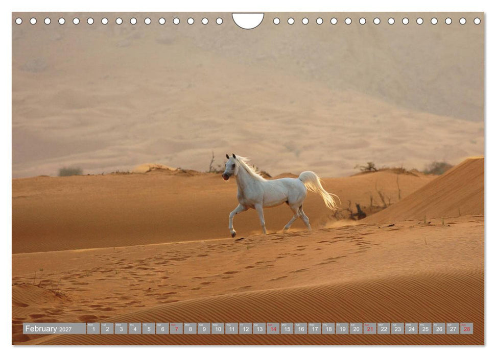 Arabian Horses (CALVENDO Monthly Calendar 2027)