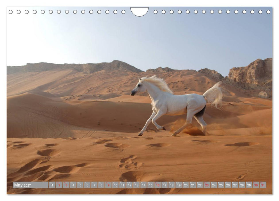 Arabian Horses (CALVENDO Monthly Calendar 2027)