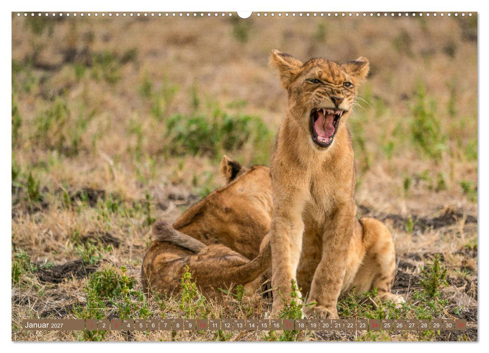 Wildlife Sambia (CALVENDO Wandkalender 2027)