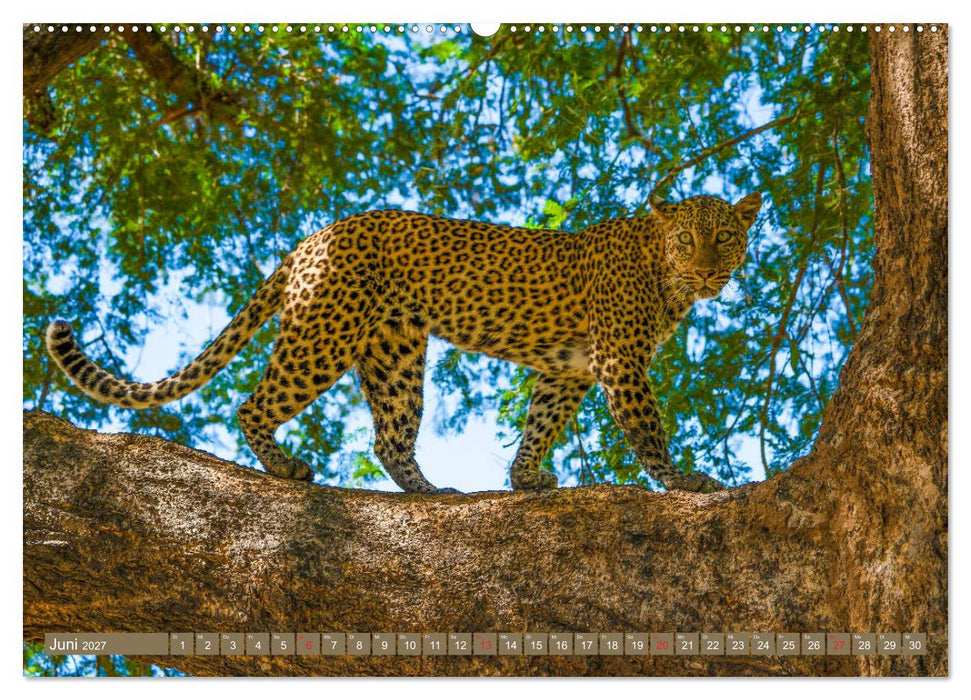 Wildlife Sambia (CALVENDO Wandkalender 2027)
