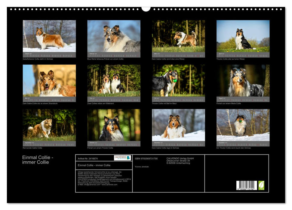 Einmal Collie - immer Collie (CALVENDO Wandkalender 2027)