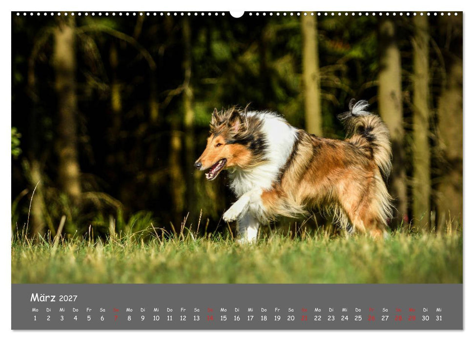 Einmal Collie - immer Collie (CALVENDO Wandkalender 2027)