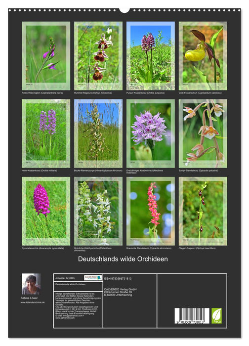 Deutschlands wilde Orchideen (CALVENDO Wandkalender 2027)