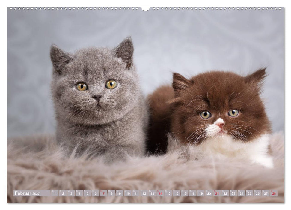 Kleine Stubenstiger (CALVENDO Wandkalender 2027)