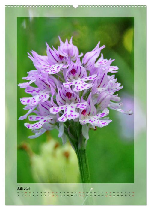 Deutschlands wilde Orchideen (CALVENDO Premium Wandkalender 2027)