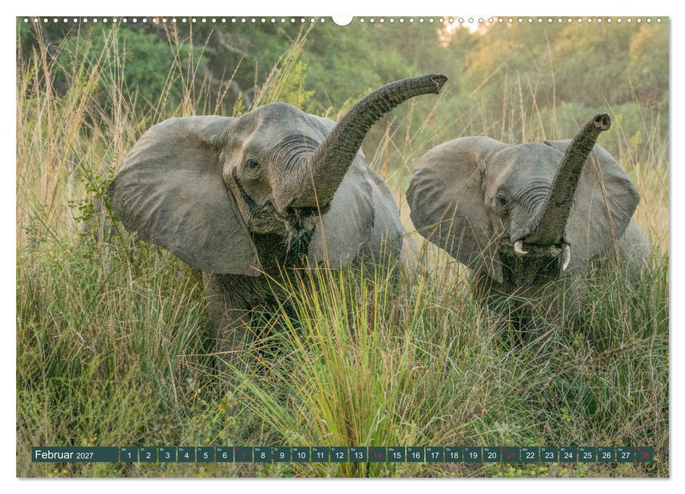 Wildlife Sambia (CALVENDO Premium Wandkalender 2027)