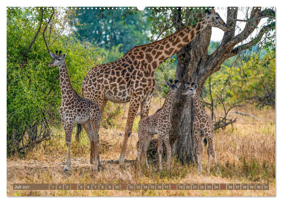 Wildlife Sambia (CALVENDO Premium Wandkalender 2027)