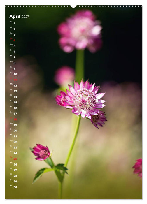 Colors of Nature (CALVENDO Wandkalender 2027)