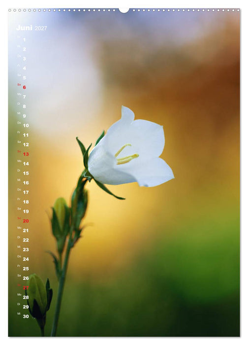 Colors of Nature (CALVENDO Wandkalender 2027)