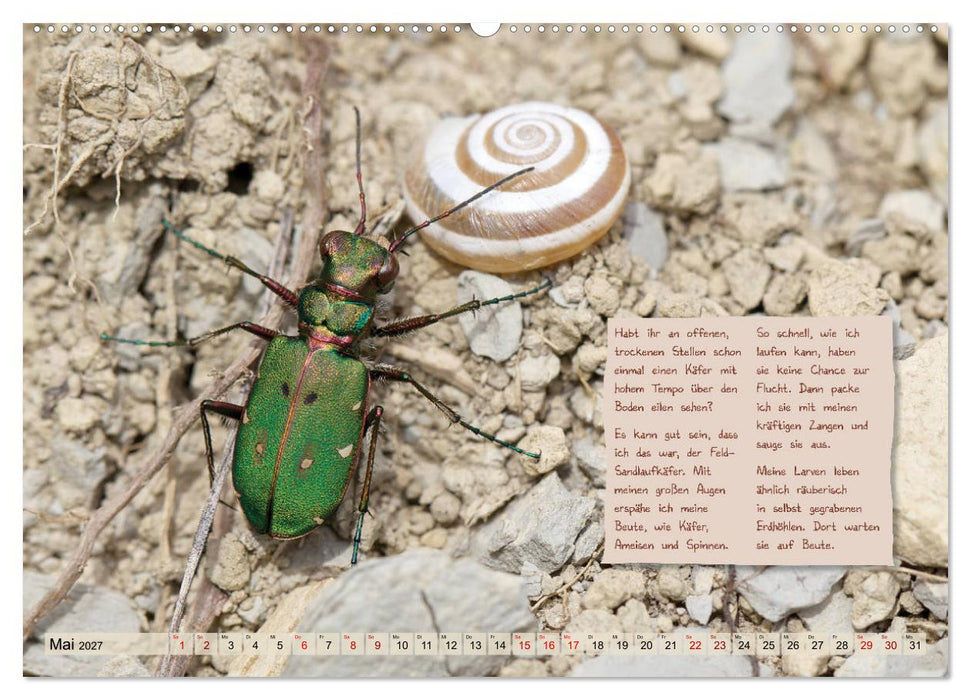GEOclick Lernkalender: Insekten (CALVENDO Wandkalender 2027)