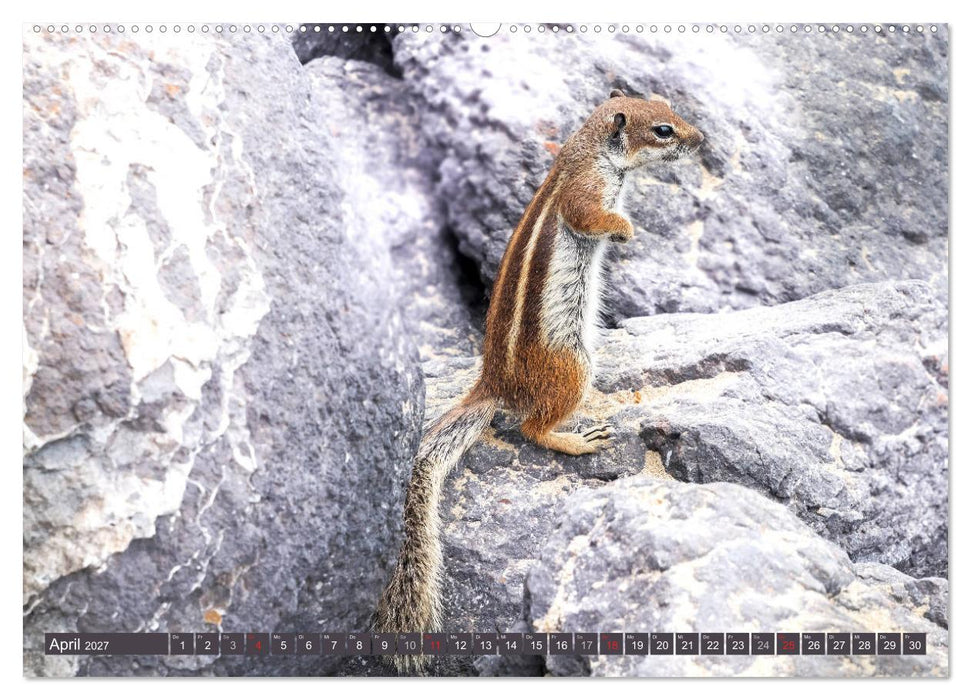FUERTEVENTURA - Inselblick (CALVENDO Wandkalender 2027)
