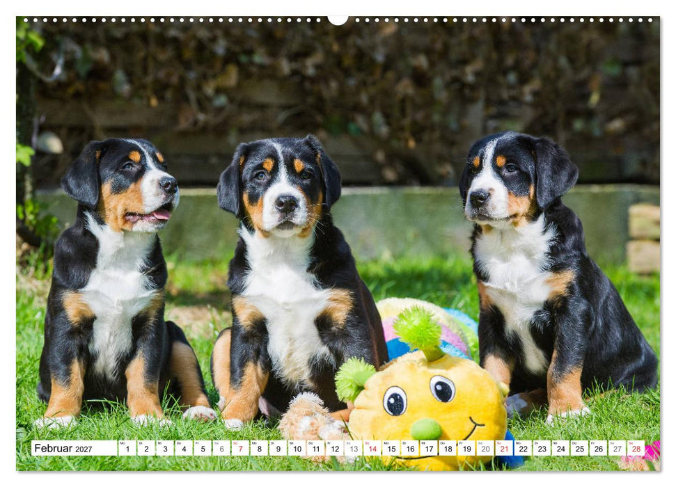 Schweizer Sennenhunde - die Hunde aus den Schweizer Alpen (CALVENDO Premium Wandkalender 2027)