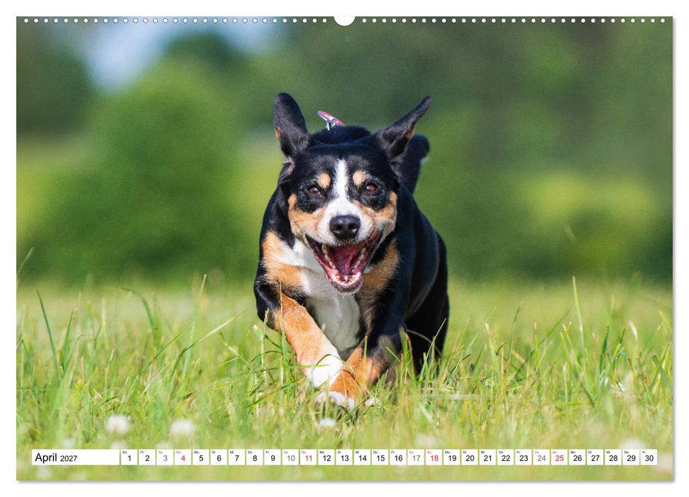Schweizer Sennenhunde - die Hunde aus den Schweizer Alpen (CALVENDO Premium Wandkalender 2027)
