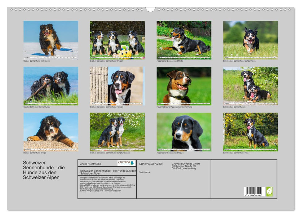 Schweizer Sennenhunde - die Hunde aus den Schweizer Alpen (CALVENDO Wandkalender 2027)