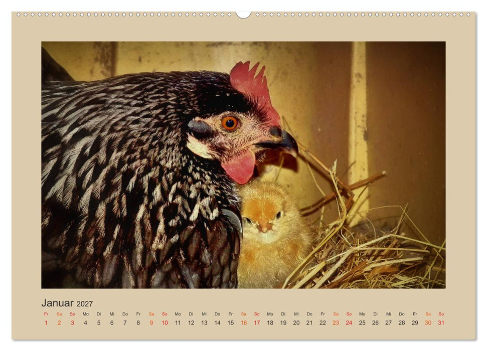 Wer schnattert und gackert denn da? - Küken-Edition (CALVENDO Wandkalender 2027)