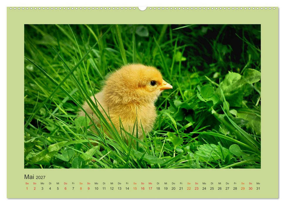 Wer schnattert und gackert denn da? - Küken-Edition (CALVENDO Wandkalender 2027)