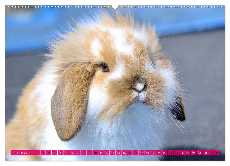 Kaninchen. Putzig, flauschig und geliebt (CALVENDO Wandkalender 2027)