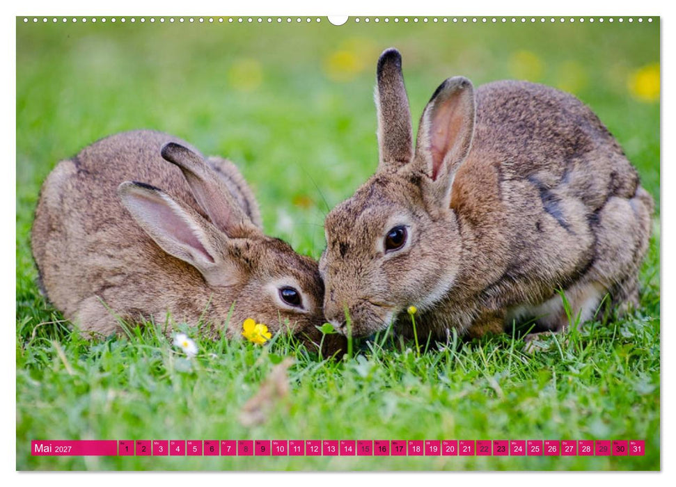 Kaninchen. Putzig, flauschig und geliebt (CALVENDO Wandkalender 2027)