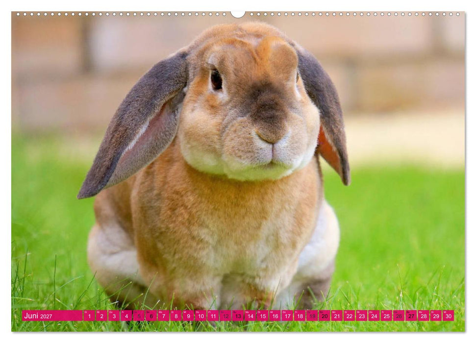 Kaninchen. Putzig, flauschig und geliebt (CALVENDO Wandkalender 2027)