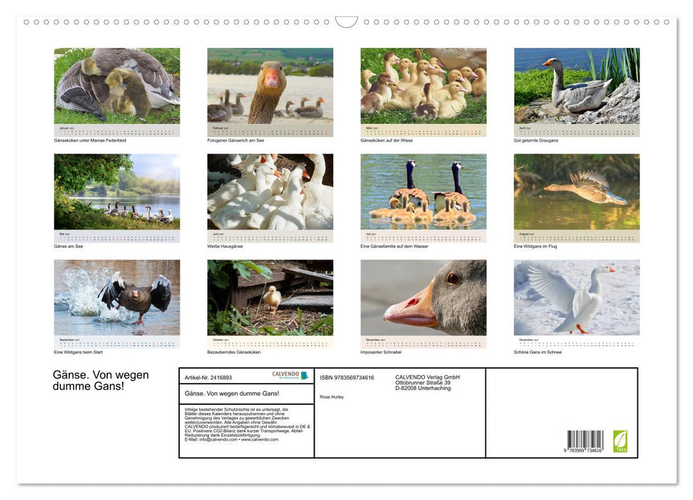 Gänse. Von wegen dumme Gans! (CALVENDO Wandkalender 2027)