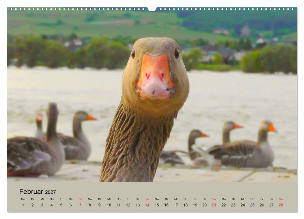 Gänse. Von wegen dumme Gans! (CALVENDO Wandkalender 2027)