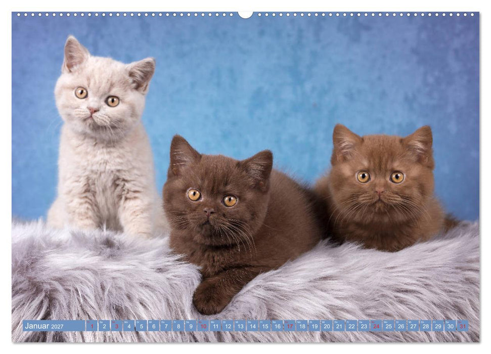 Kleine Stubenstiger (CALVENDO Premium Wandkalender 2027)