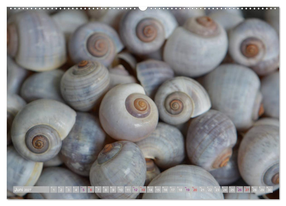 Häuser der Meere: Muscheln - Seeigel - Schnecken (CALVENDO Wandkalender 2027)