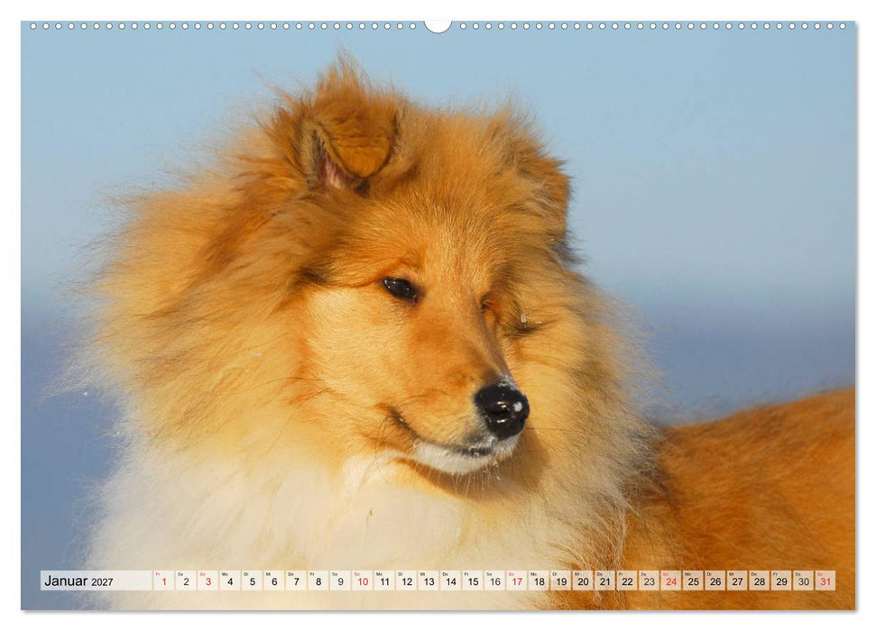 Collie - Das Glück hat 4 Pfoten (CALVENDO Wandkalender 2027)