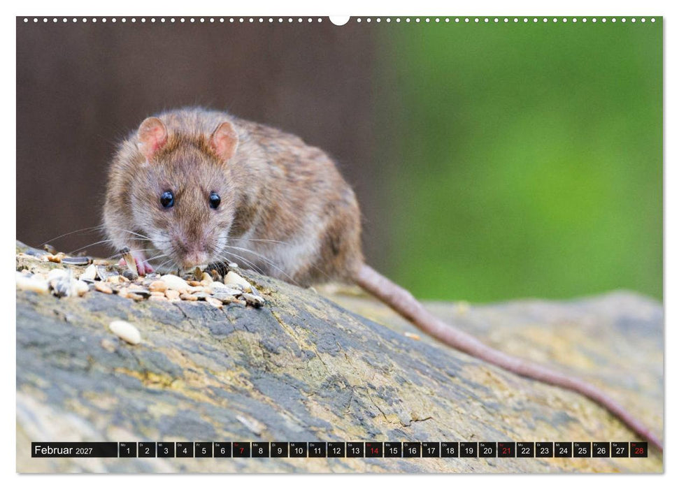 Abneigung und Ekel. Die unbeliebtesten Tiere (CALVENDO Wandkalender 2027)