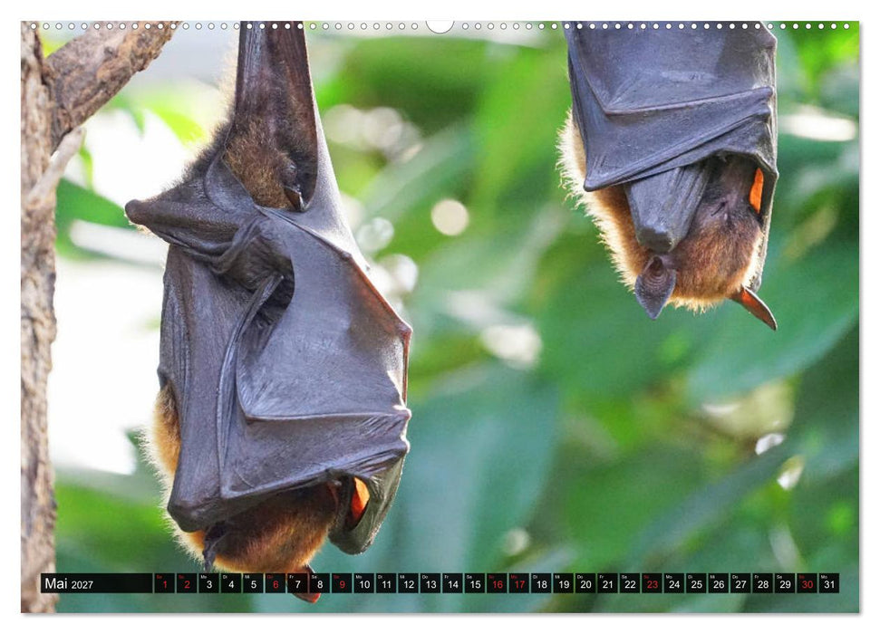 Abneigung und Ekel. Die unbeliebtesten Tiere (CALVENDO Wandkalender 2027)
