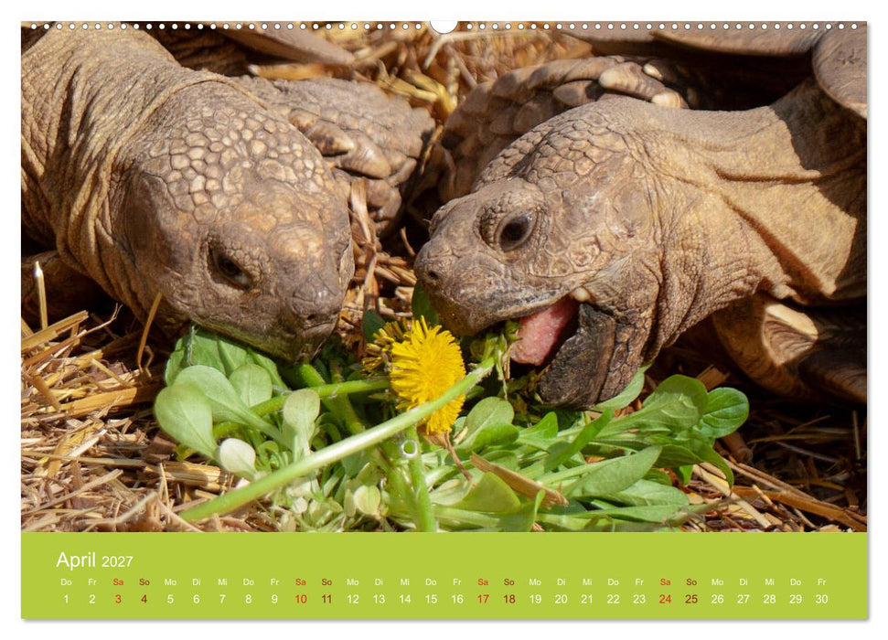Meine Schildkröten (CALVENDO Premium Wandkalender 2027)