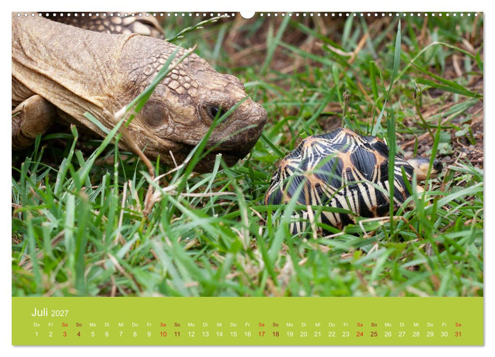 Meine Schildkröten (CALVENDO Premium Wandkalender 2027)