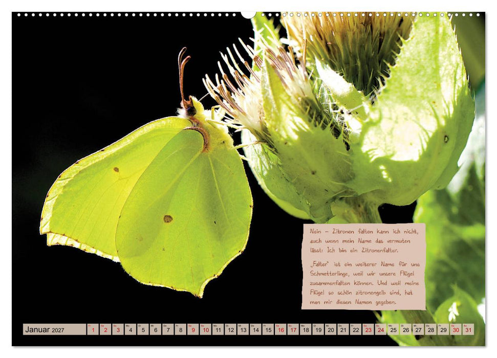 GEOclick Lernkalender: Steckbriefe einheimischer Schmetterlinge (CALVENDO Wandkalender 2027)