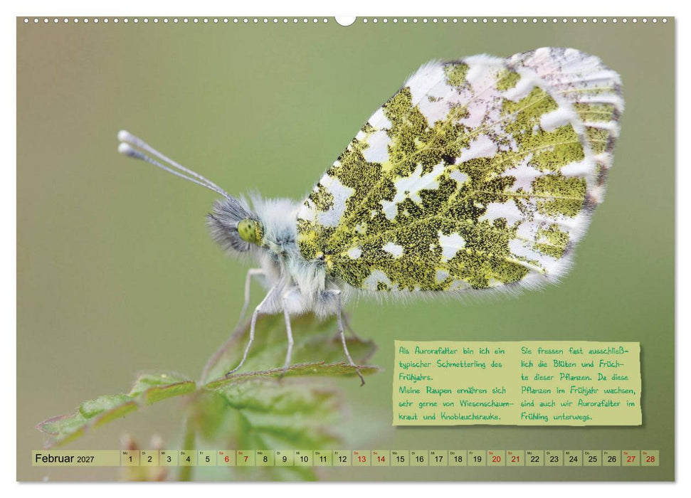 GEOclick Lernkalender: Steckbriefe einheimischer Schmetterlinge (CALVENDO Wandkalender 2027)