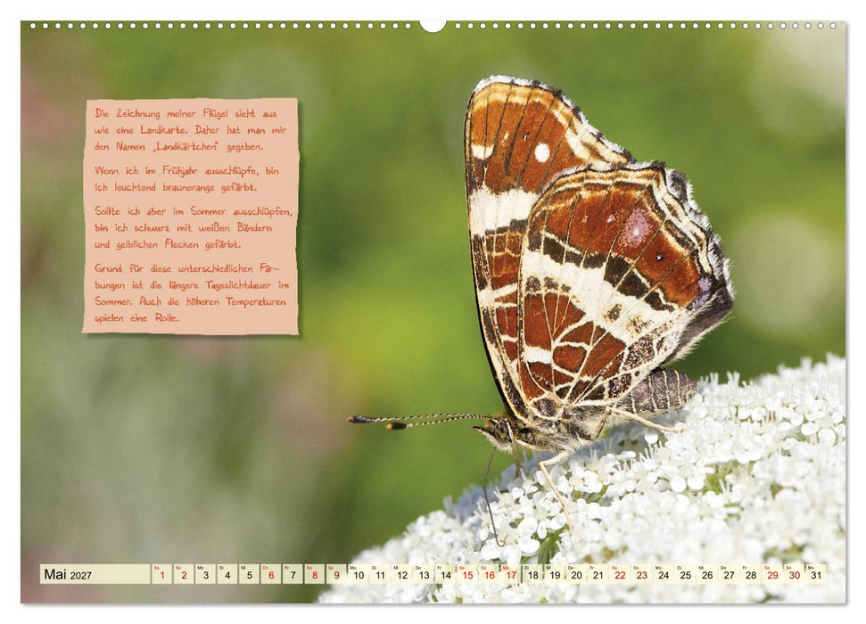 GEOclick Lernkalender: Steckbriefe einheimischer Schmetterlinge (CALVENDO Wandkalender 2027)