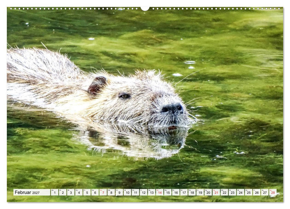 NUTRIA mit Nachwuchs (CALVENDO Wandkalender 2027)