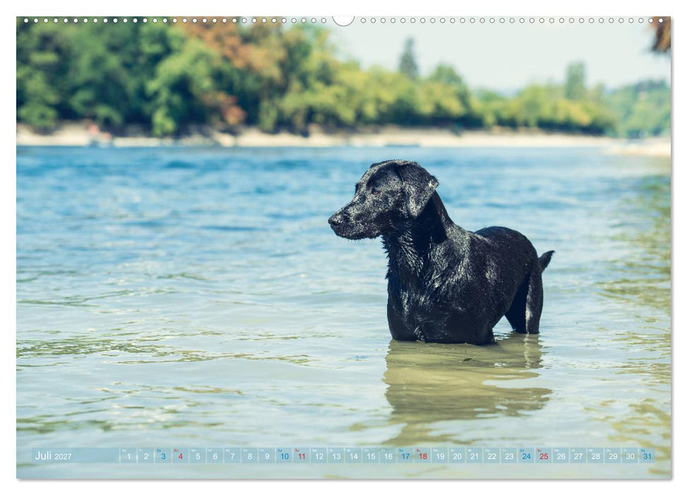 Faszination Labrador - gelb, foxred, schwarz (CALVENDO Premium Wandkalender 2027)