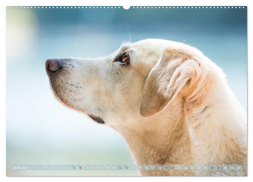 Faszination Labrador - gelb, foxred, schwarz (CALVENDO Wandkalender 2027)