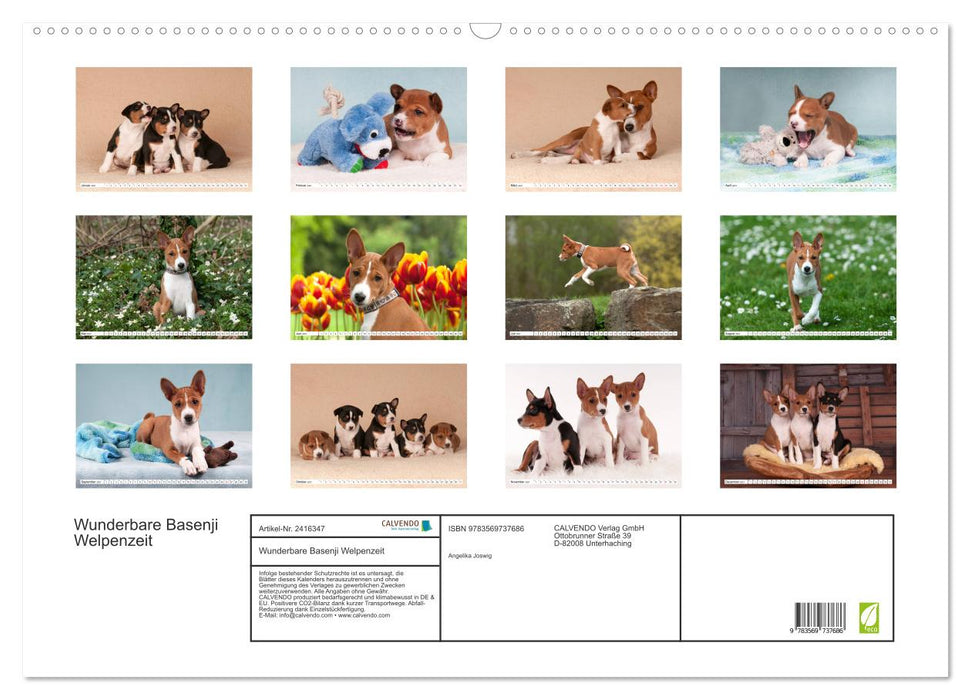 Wunderbare Basenji Welpenzeit (CALVENDO Wandkalender 2027)