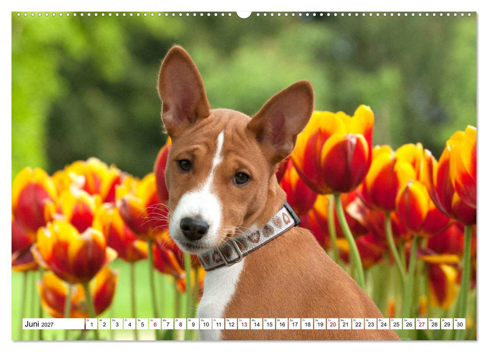 Wunderbare Basenji Welpenzeit (CALVENDO Wandkalender 2027)