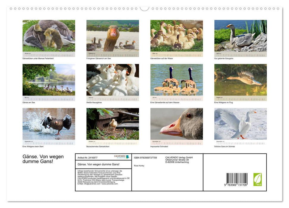 Gänse. Von wegen dumme Gans! (CALVENDO Premium Wandkalender 2027)