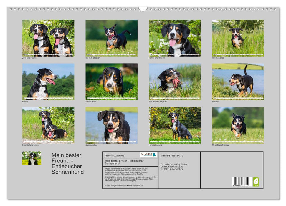 Mein bester Freund - Entlebucher Sennenhund (CALVENDO Wandkalender 2027)