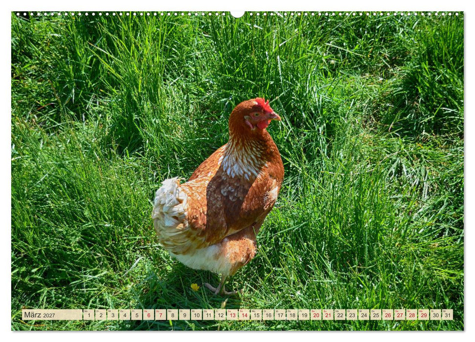 Charmante Hühner (CALVENDO Wandkalender 2027)