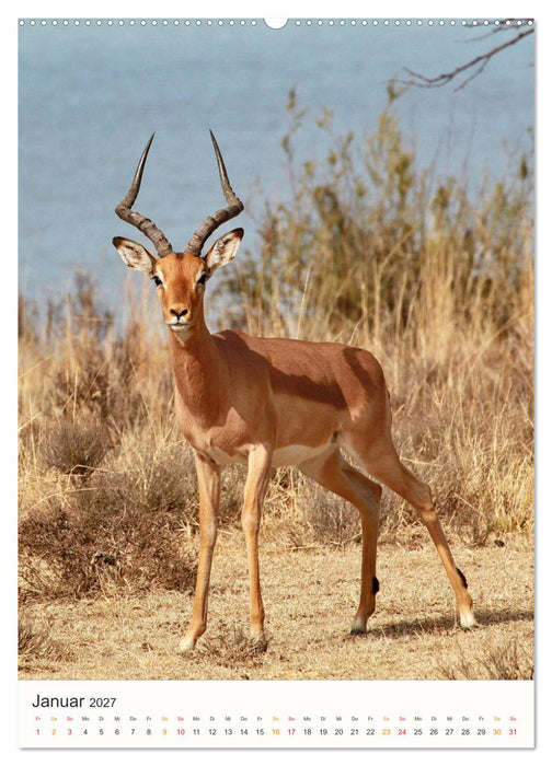 FAZINATION AFRIKA TIER PORTRAITS (CALVENDO Wandkalender 2027)