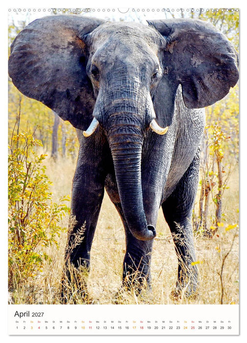FAZINATION AFRIKA TIER PORTRAITS (CALVENDO Wandkalender 2027)