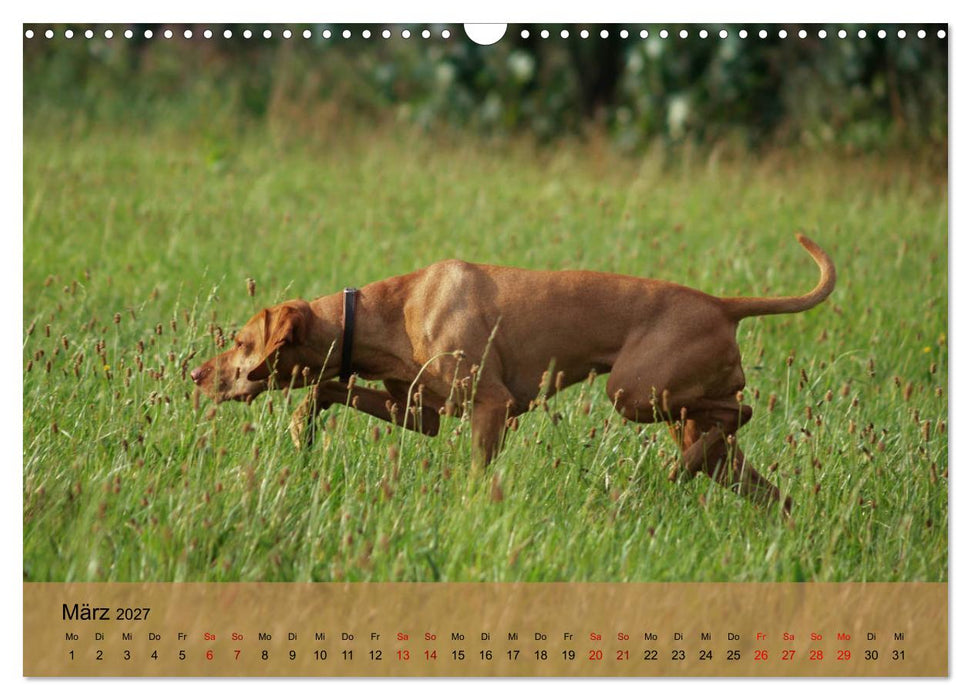 Magyar Vizsla - Ungarischer Vorstehhund (CALVENDO Wandkalender 2027)