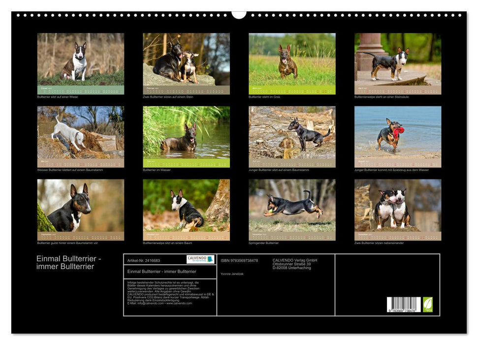 Einmal Bullterrier - immer Bullterrier (CALVENDO Wandkalender 2027)