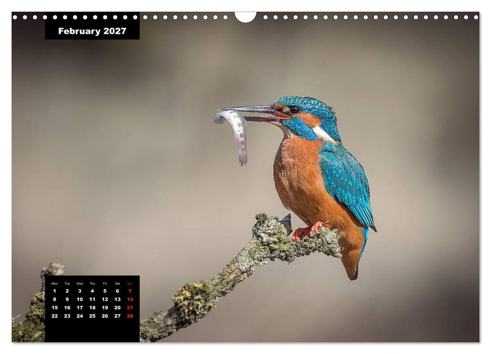 Beautiful birds THE KINGFISHER (CALVENDO Monthly Calendar 2027)